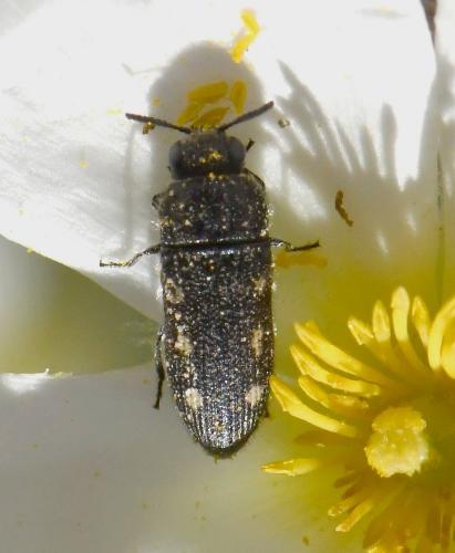 Réf. 228 723 : Acmaeodera bipunctata